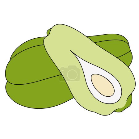 Chayote Isolated Vector Illustration Hand Drawn 