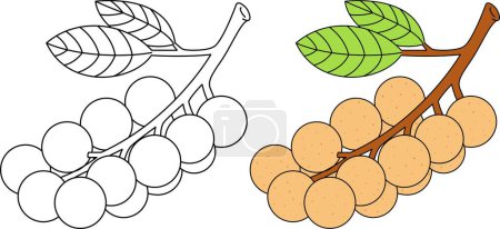 Longan Isolated Vector Illustration Coloring Page Hand Drawn for Kids