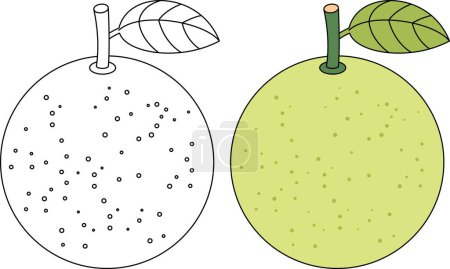 Pomelo Isolated Vector Illustration Coloring Page Hand Drawn for Kids