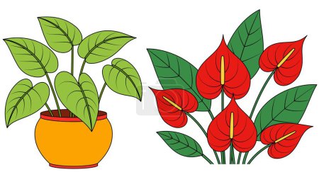 Patterned Potted Queen Caladium and Floral Plant Patterned Anthurium Floral Illustration. Plant Outline 