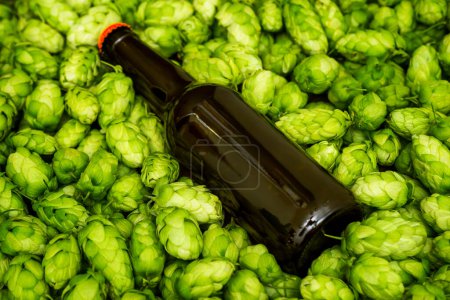 Photo for Blank beer bottle lying on green hop cones, craft beer mockup templates, with empty space to place your label or design. - Royalty Free Image