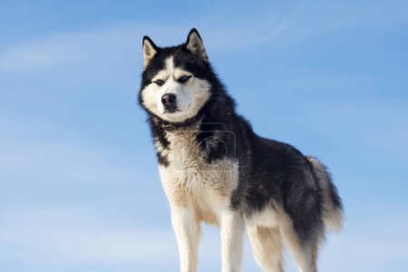 Portrait of a Siberian Husky with a clear sky background