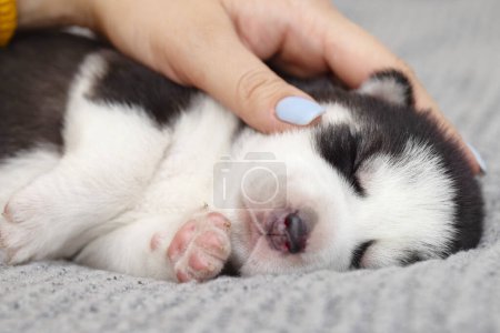 Ein Husky-Welpe schläft friedlich, während eine Hand sanft seinen Kopf streichelt und einen Moment der Zuneigung und Fürsorge zeigt.