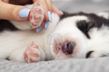 A close-up of a newborn puppy sleeping soundly while a human gently holds its paw, showcasing a moment of affection and care.