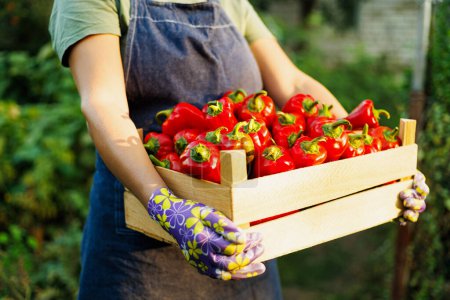 A gardener proudly holds a wooden crate brimming with vibrant red bell peppers, freshly harvested from the garden.