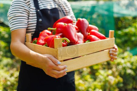Close-up of hands holding a wooden crate full of vibrant red bell peppers in a garden.