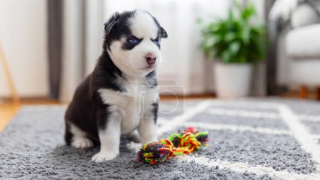 Husky puppy with blue eyes sitting on grey carpet with colorful rope toy. Studio pet portrait. Puppy playtime concept for design and print. Close-up shot with copy space