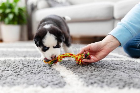 Husky puppy playing with colorful rope toy on grey carpet. Young pet engaging in play at home. Pet care and indoor activity concept for design and print. Close-up shot with copy space