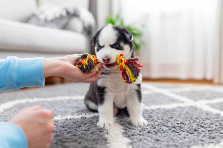An energetic husky puppy playfully biting a vibrant rope toy on a soft rug in a bright living space.