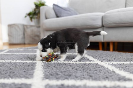 Adorable black and white puppy playing with a colorful chew toy in a cozy home setting.