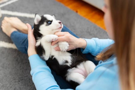 Person holding a husky puppy with blue eyes over a grey carpet. Indoor pet interaction. Family and pet concept for design and print. Close-up interaction shot