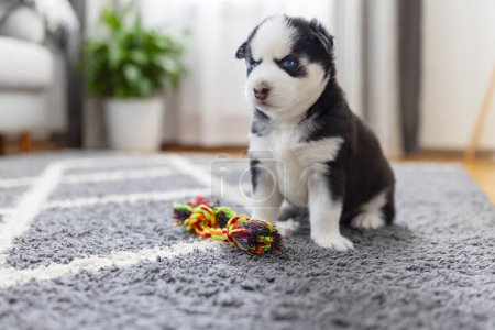 Husky puppy sitting next to colorful toy. Indoor pet photography. Pet play and activity concept. Design for greeting card, postcard