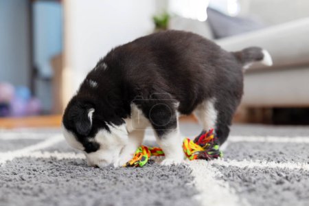 Puppy with colorful chew toy. Home comfort concept. Shaggy carpet background. Design for pet care material, banner, blog.
