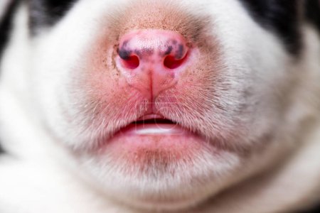Close-up of a dogs nose. Macro shot with detail texture. Animal features and senses concept. Design for educational material, poster, wallpaper.