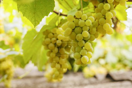 Téléchargez les photos : Grappe de raisins verts suspendus vignoble. Concept d'agriculture et de récolte. Design pour étiquette de vin, affiche, bannière. - en image libre de droit