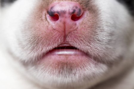 Plan macro d'un détail de texture du nez canin. Concept d'anatomie animale. Conception pour affiche éducative, bannière, carte.