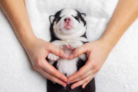 Una escena serena con un cachorro husky siberiano recién nacido suavemente sostenido en las manos cariñosas de una persona, mostrando un momento de tierno vínculo humano-animal