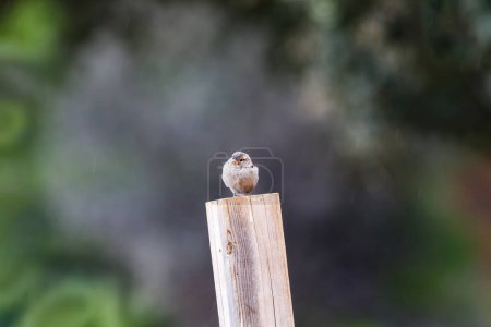 Photo for Sparrow on wooden post in Ruidera - Royalty Free Image