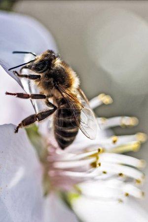 Photo for Bee extracting nectar in Villajoyosa - Royalty Free Image