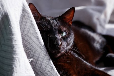 Close-up of one-eyed black cat in Xeraco