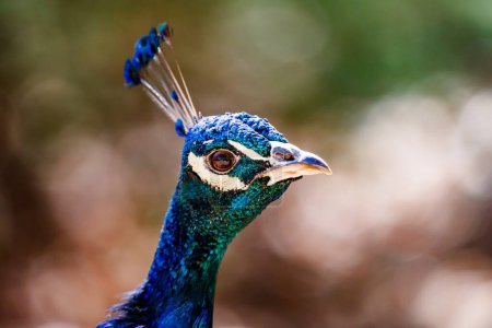 Portrait of a peacock in profile in Manzanares