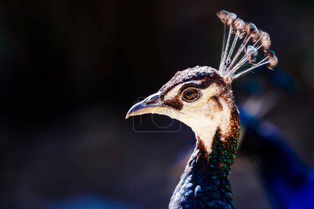 Retrato de pavo real en el Parque Manzanares
