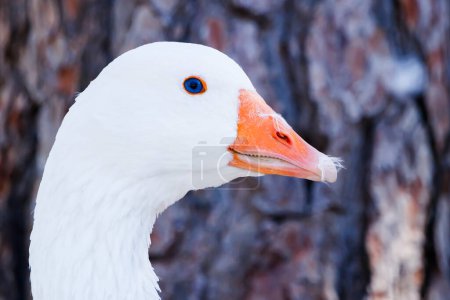 Profile portrait of a goose in Manzanares Park.
