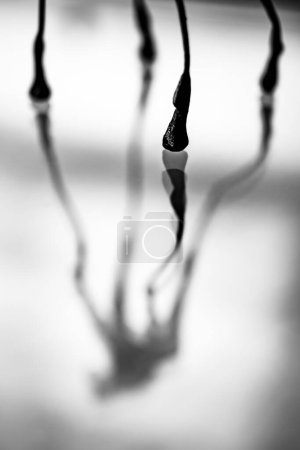 Photo for Legs of a Dalinian horse - Royalty Free Image