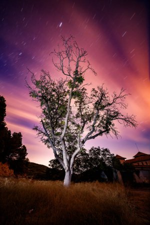 Majestätischer Nussbaum mit Sonnenuntergang und Sternenpfaden