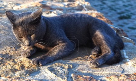 Téléchargez les photos : Chat mignon de la race bleu russe felis catus se trouve à l'extérieur - en image libre de droit