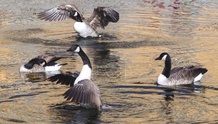 Téléchargez les photos : Groupe d'oies canadiennes nagent dans l'eau - en image libre de droit