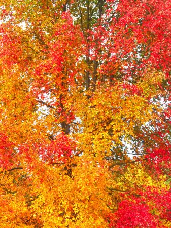 Foto de Los colores del otoño - el árbol hermoso Tupelo negro - Imagen libre de derechos
