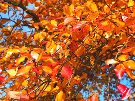 Téléchargez les photos : Couleurs de l'automne automne - magnifique arbre Tupelo noir - en image libre de droit