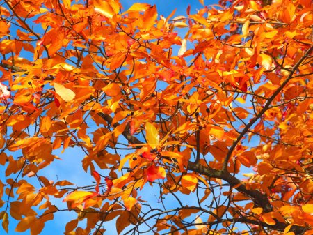 Foto de Los colores del otoño - el árbol hermoso Tupelo negro - Imagen libre de derechos