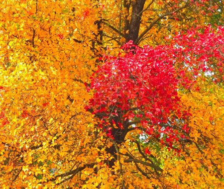 Téléchargez les photos : Couleurs de l'automne automne - magnifique arbre Tupelo noir - en image libre de droit