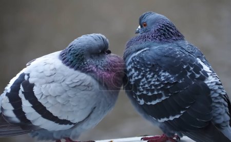 Téléchargez les photos : Pigeons de ville accouplement ou faire l'amour - en image libre de droit