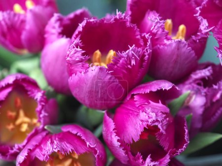 Téléchargez les photos : Bundle brillant de tulipes roses - en image libre de droit