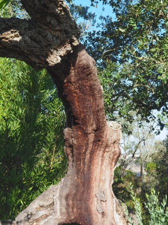 Téléchargez les photos : Chêne-liège pelé au Portugal - en image libre de droit