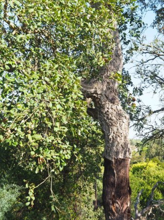Peeled cork oak tree in Portugal
