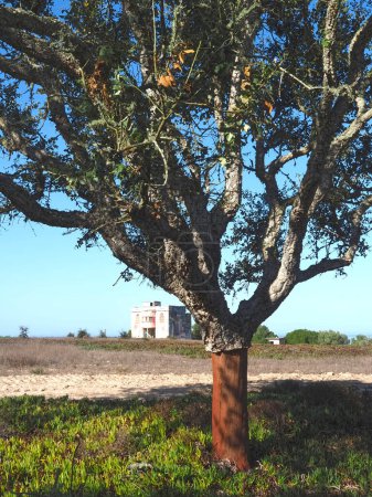 Peeled cork oak tree in Portugal
