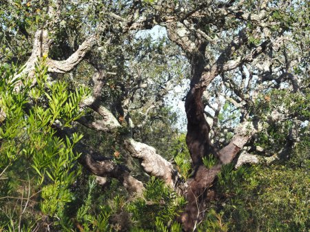 Téléchargez les photos : Chêne-liège pelé au Portugal - en image libre de droit