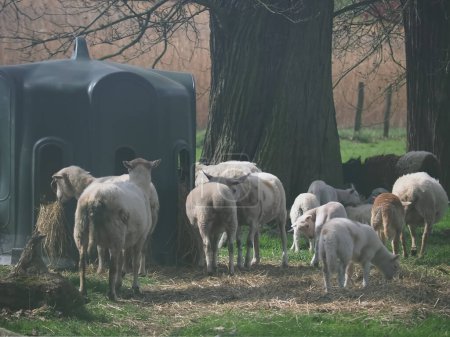 Téléchargez les photos : Troupeau mixte de moutons et d'agneaux dans un pâturage - en image libre de droit