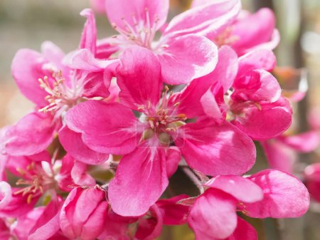 Pink flowers of crabapple trees