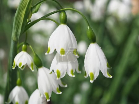 Photo for White blooming summer snowflake flowers leucojum aestivum in May - Royalty Free Image