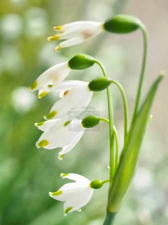 Flor blanca flores de copo de nieve de verano leucojum aestivum en mayo