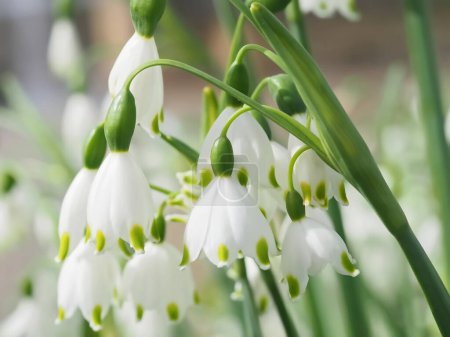 Flor blanca flores de copo de nieve de verano leucojum aestivum en mayo