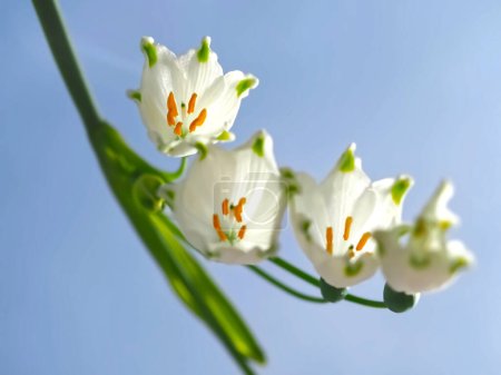 Flocon de neige blanc fleurissant en été leucojum aestivum en mai