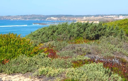 Téléchargez les photos : Merveilleuse randonnée du sentier des pêcheurs nommé Rota Vicentina à travers la belle nature du Portugal - en image libre de droit