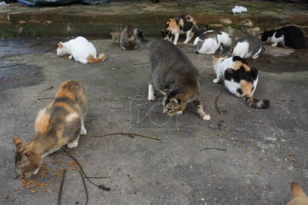 Eine Gruppe von Hauskatzen ernährt sich in ihrem natürlichen Lebensraum