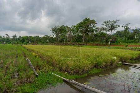 Agriculture, beautiful rice fields. this is the staple food in Indonesia and several countries in Asia. 